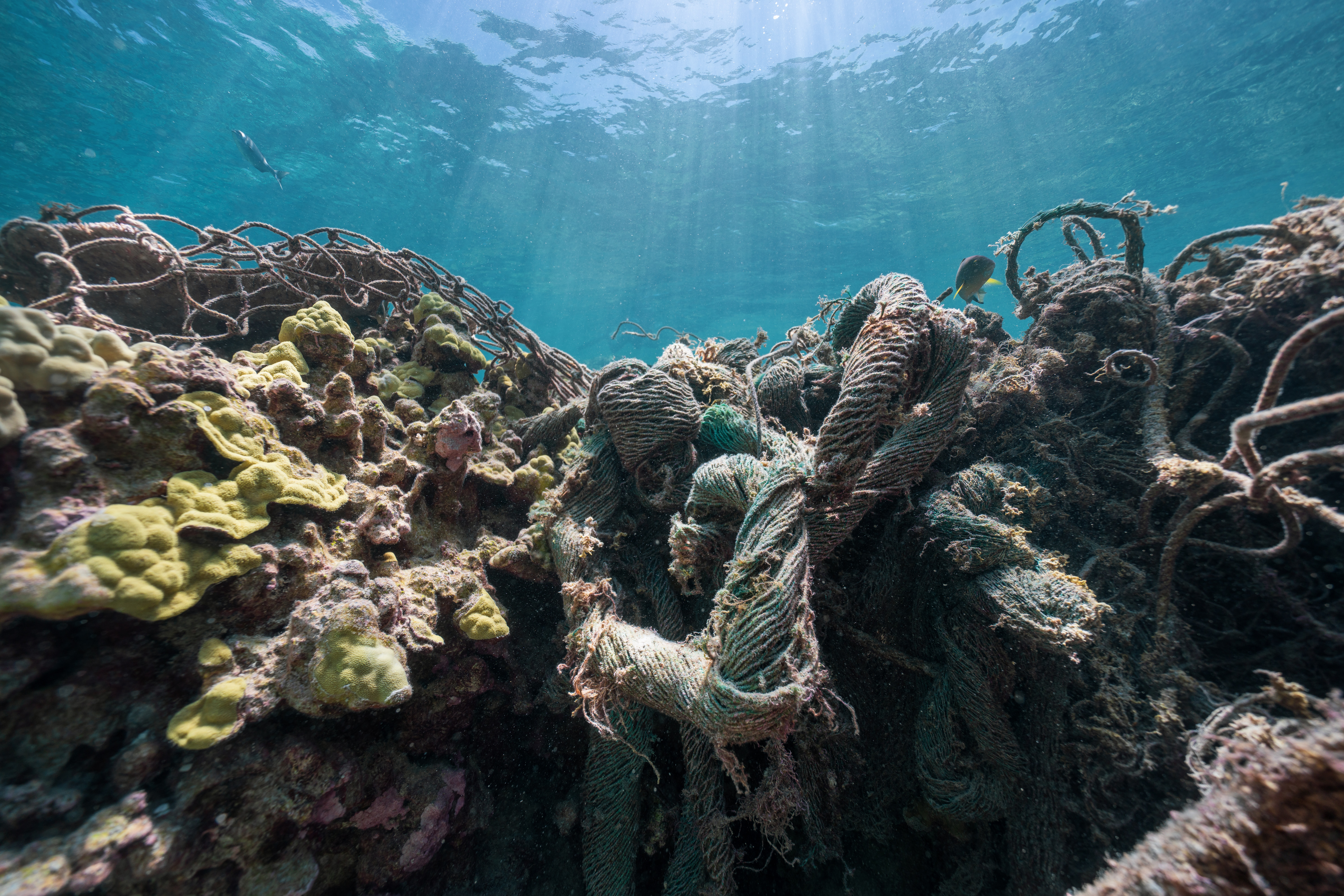 An underwater coral reef with nets on it.